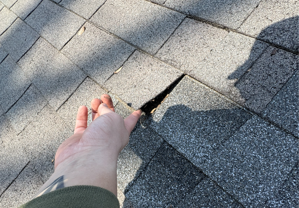 Torn and lifted shingle exposing underlayment on the roof